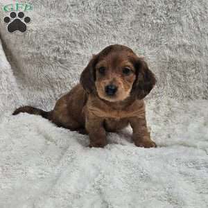 Teddy, Dachshund Puppy